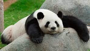 ¿Sabías que los osos pandas pueden ser de estos colores?