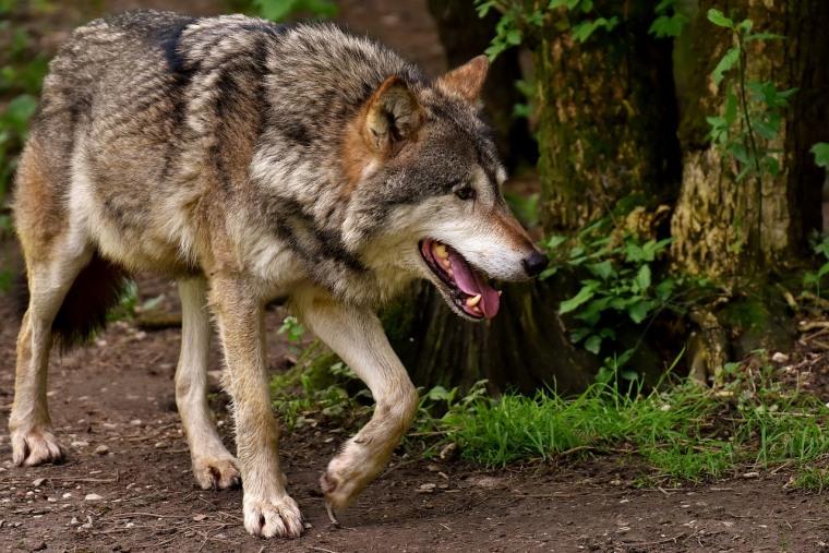 ¿Cuántas veces ataca el lobo a un ser humano?