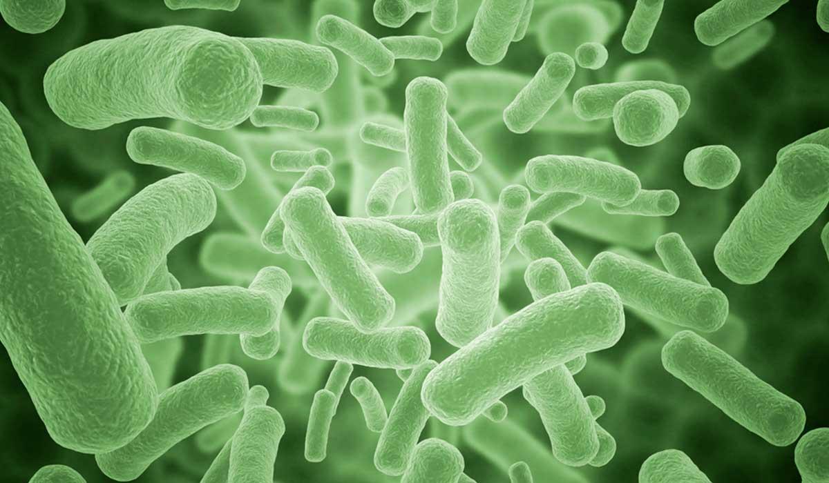 Ya hay un a bacteria que se convierte en zombie!