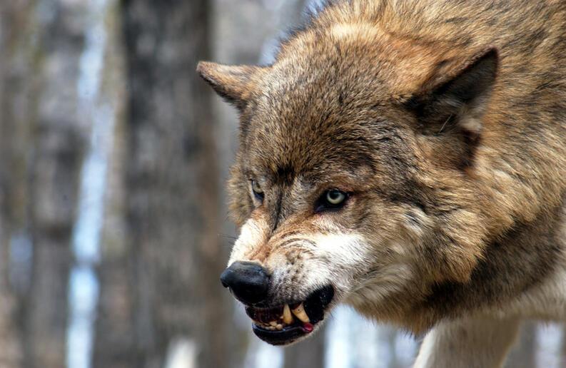 ¿Te sabías estos datos curiosos de los lobos?