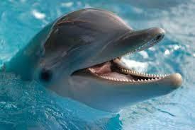  Datos que no sabías de los delfines 