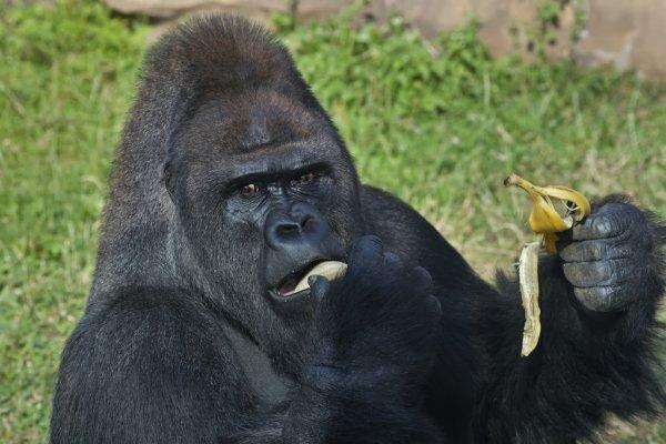 ¡Cuánto puede comer un gorila en un día!