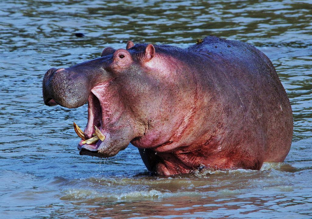 ¿Sabías que el hipopótamo suda de un differente color?