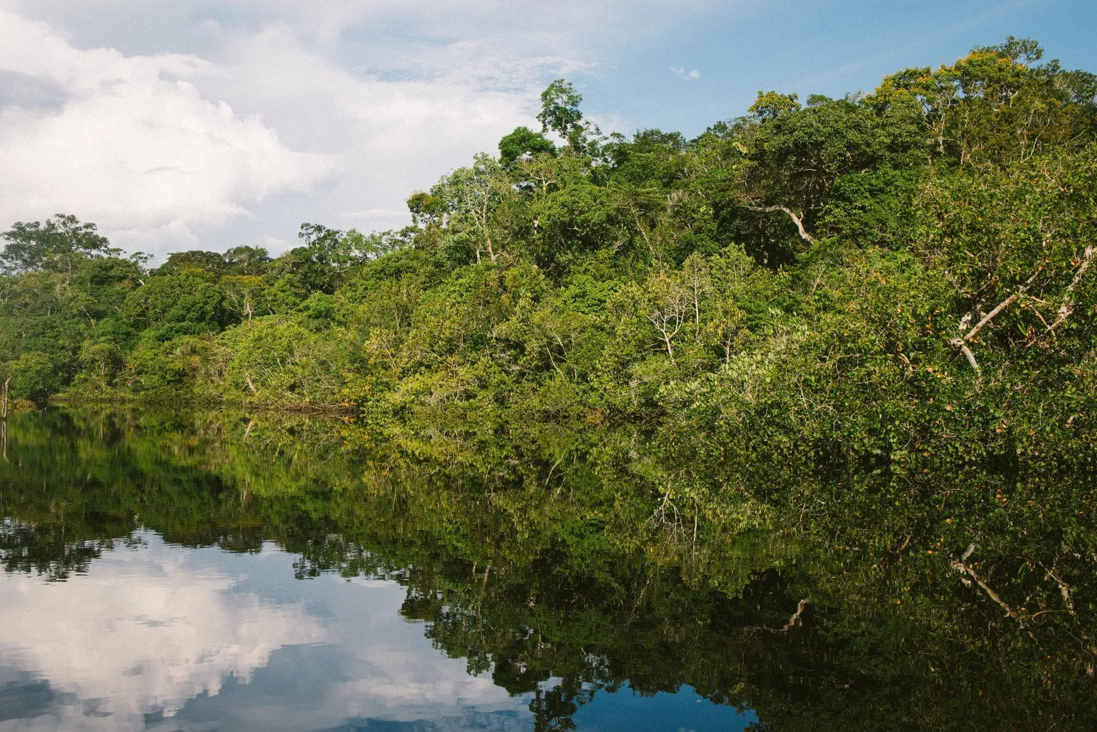 amazonas