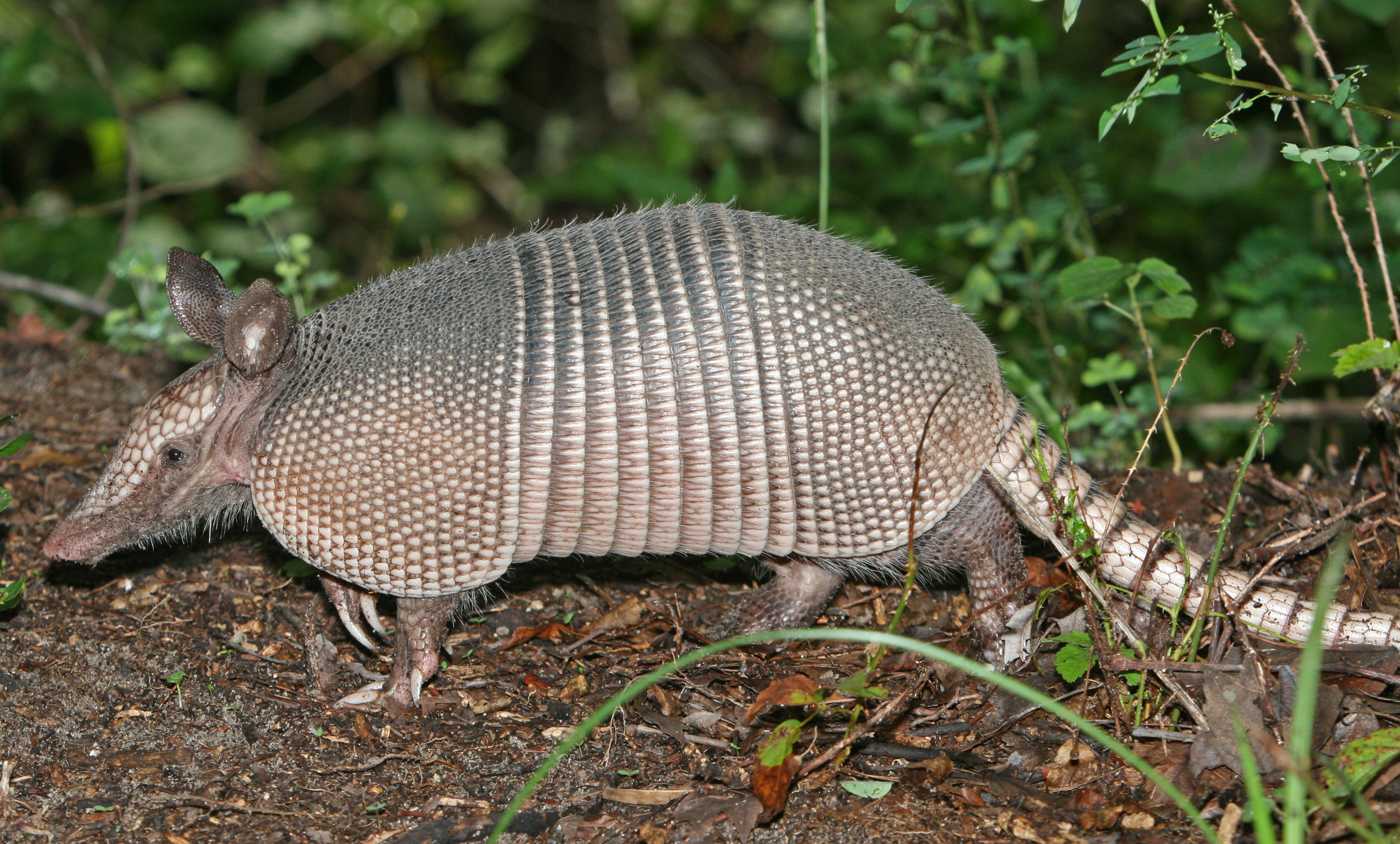 armadillo