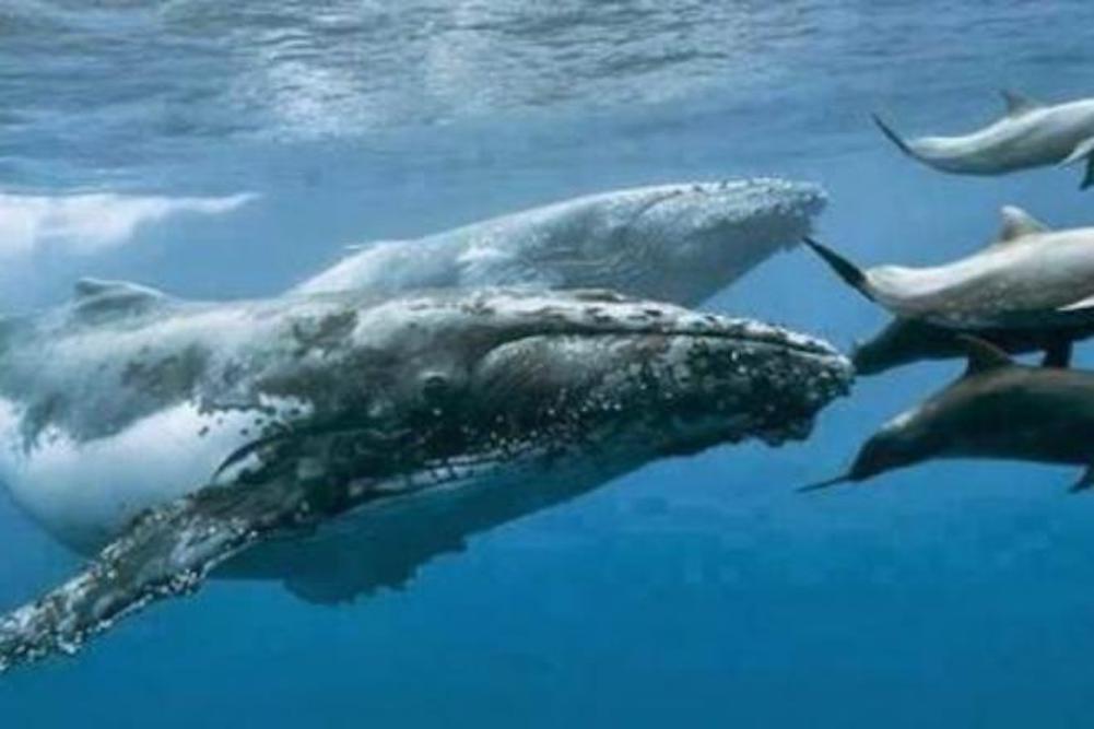 ballenas