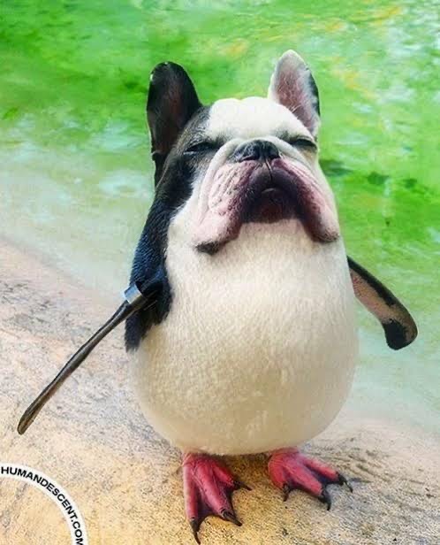 Sabías que este animal tiene mas musculos en el cuello que nadie mas?