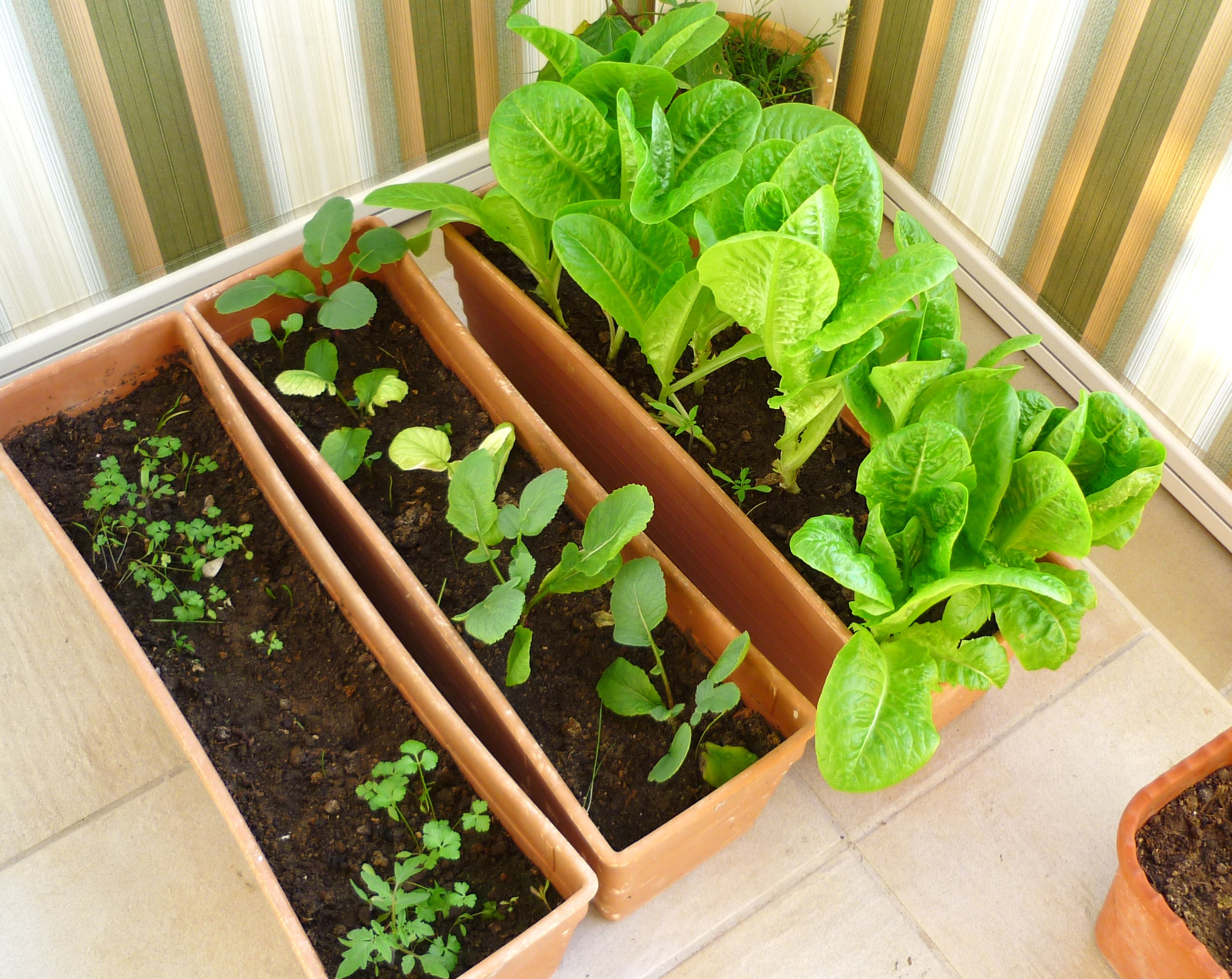 Huertos que funcionan en interiores