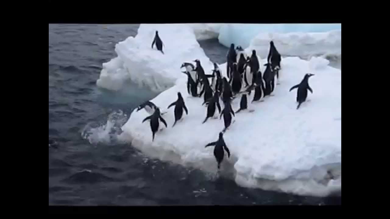 pinguinos 