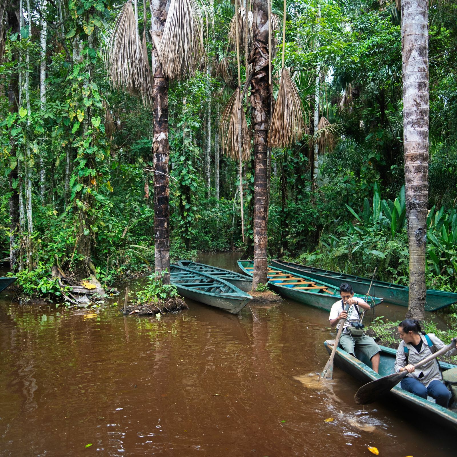 amazonas