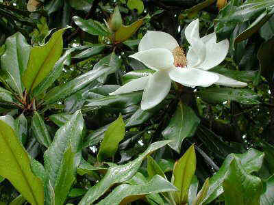 magnolio