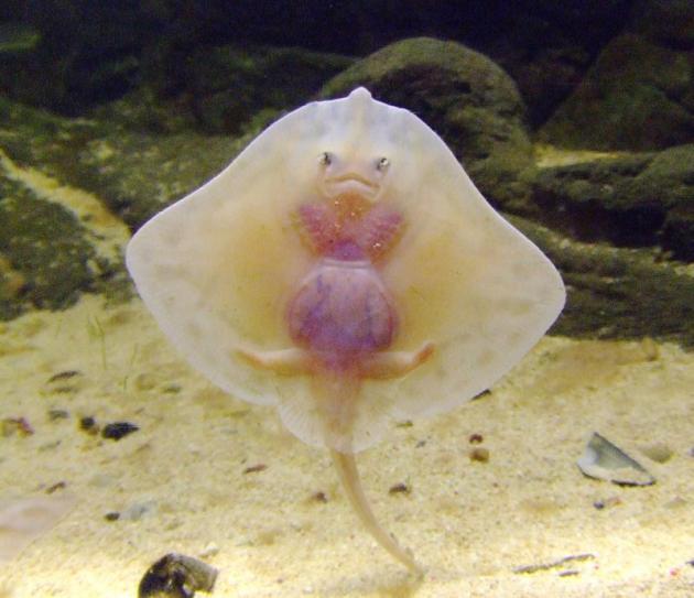 mantarraya