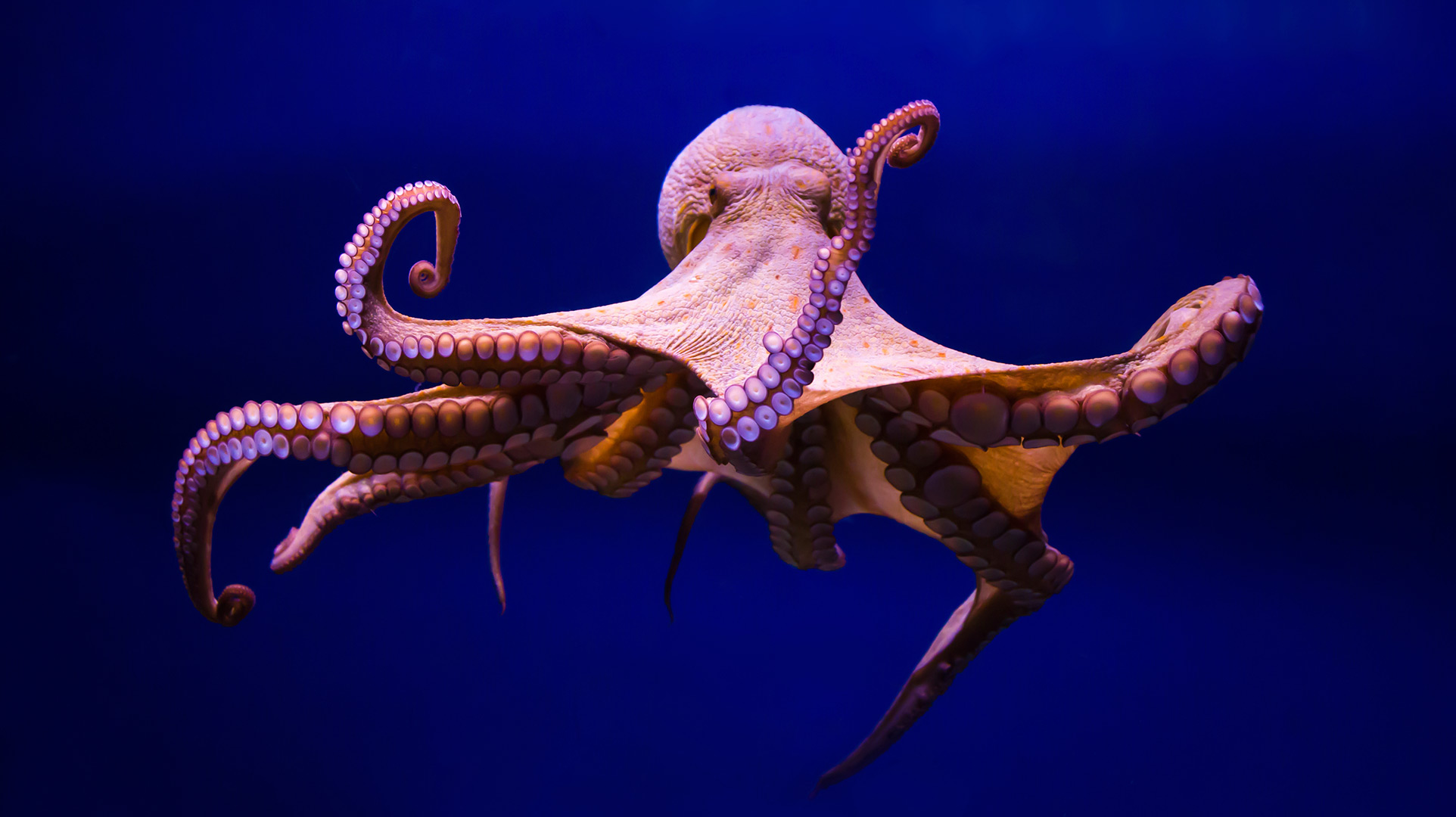 pulpo