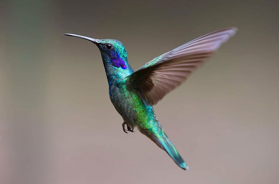 colibri